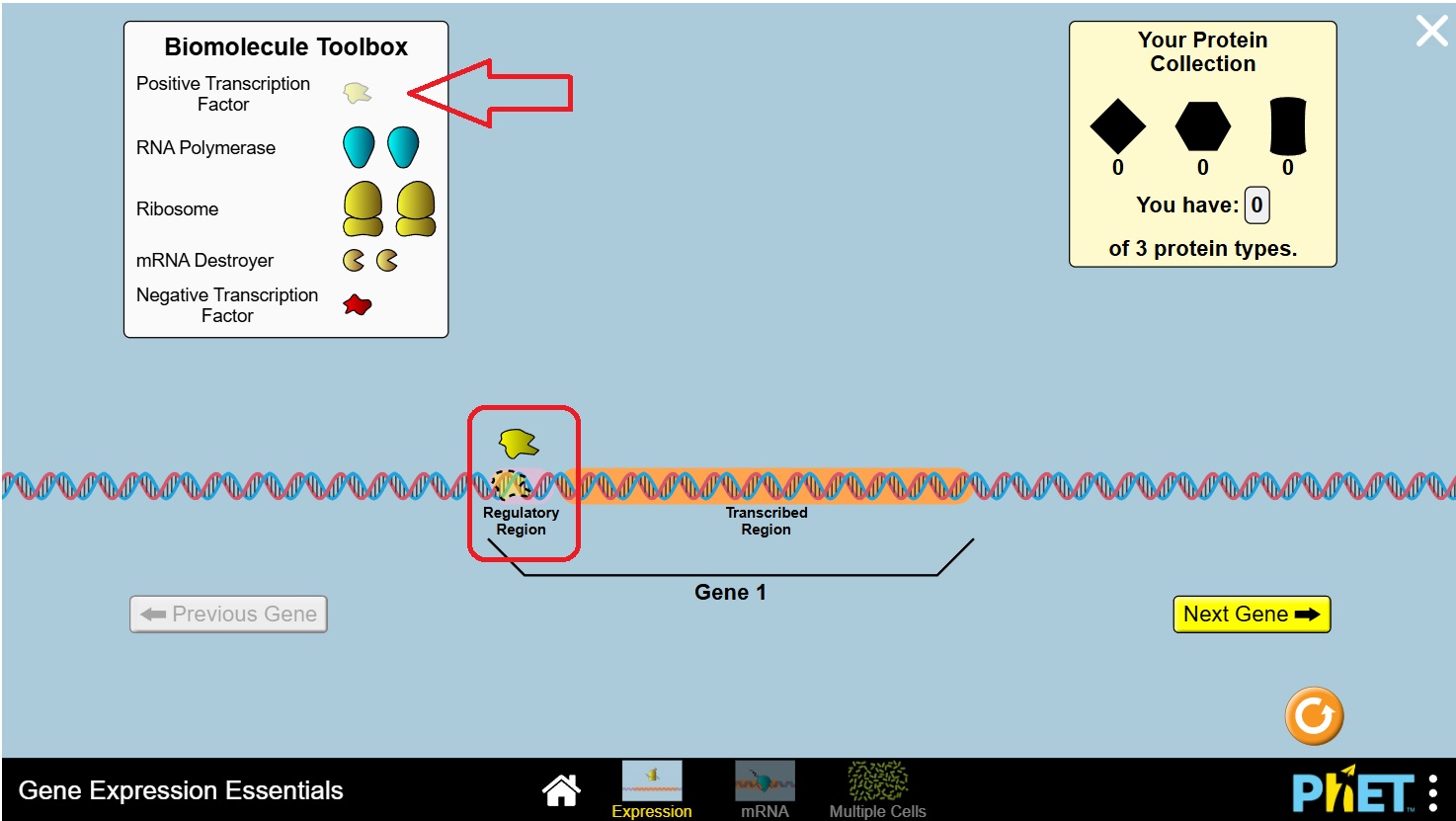 Gene Expression Essentials | Twin Science Educator Platform