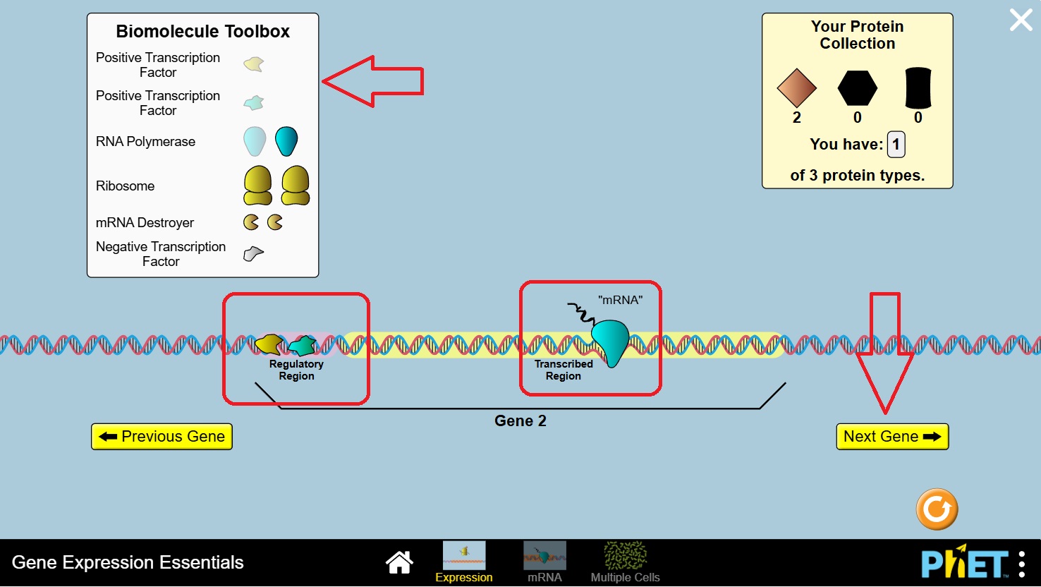 Steps Of Gene Expression Diagram Biochemistry What Is The Difference